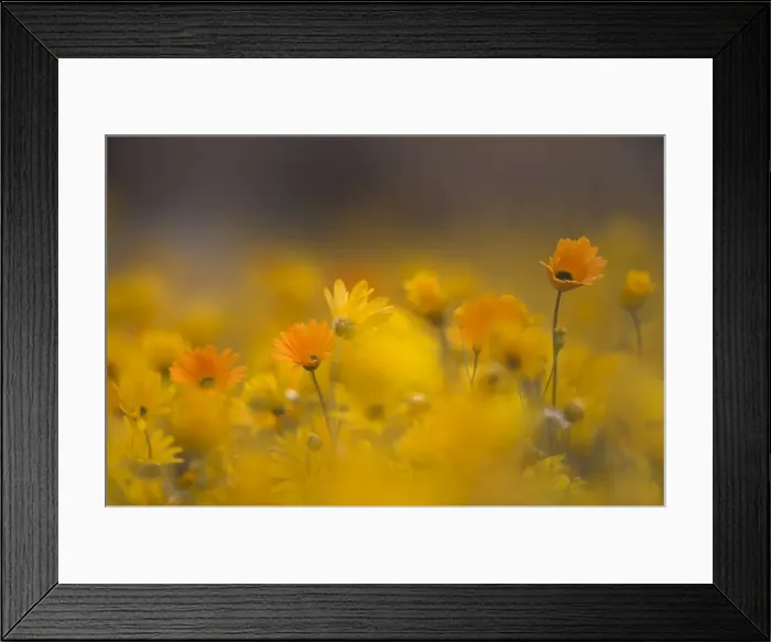 Framed Print : Daisies, Nieuwoudtville Framed Print : Daisies, Nieuwoudtville