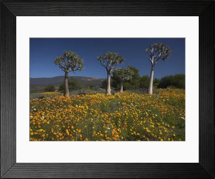 Framed Print : Wildflowers and quiver trees Framed Print : Wildflowers and quiver trees
