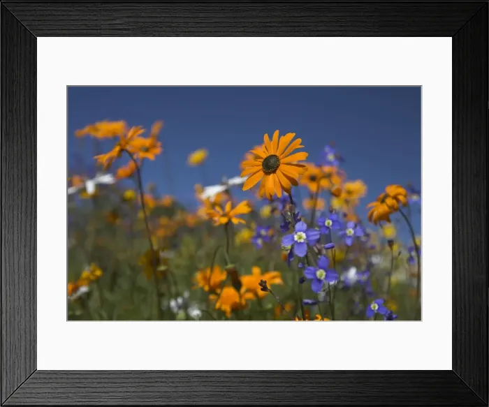 Framed Print : Namaqualand daisies and spring wildflowers Framed Print : Namaqualand daisies and spring wildflowers