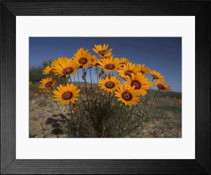 Framed Print : Gazanias in Namaqua National Park Framed Print : Gazanias in Namaqua National Park