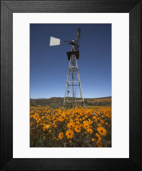 Framed Print : Namaqualand daisies and windmill in Namaqua National Park Framed Print : Namaqualand daisies and windmill in Namaqua National Park