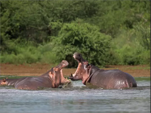 Hippos fighting