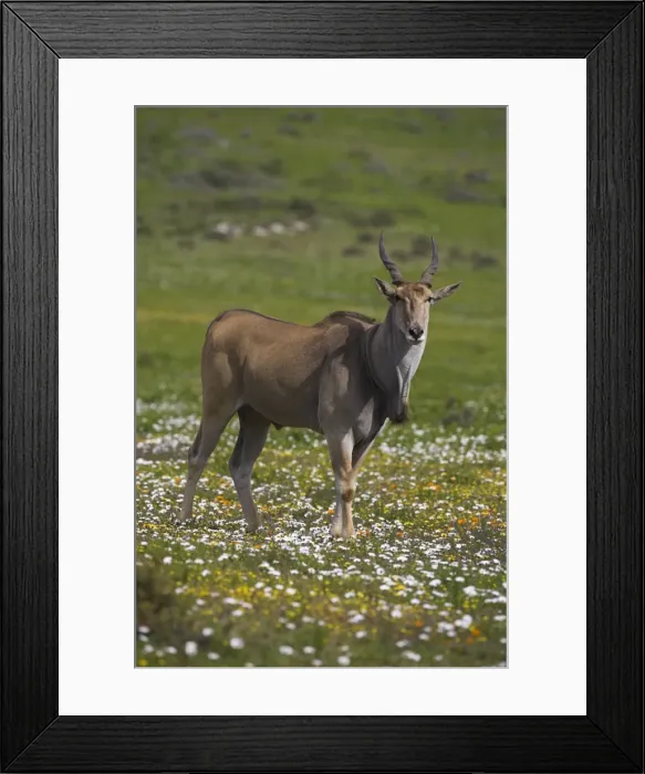Framed Print : Eland, Taurotragus oryx Framed Print : Eland, Taurotragus oryx