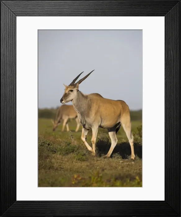 Framed Print : Eland, Taurotragus oryx Framed Print : Eland, Taurotragus oryx