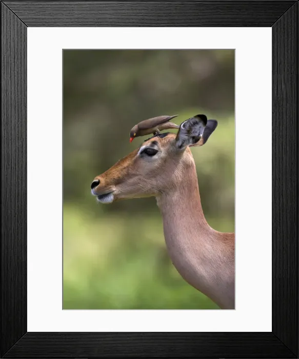 Framed Print : Female impala Framed Print : Female impala