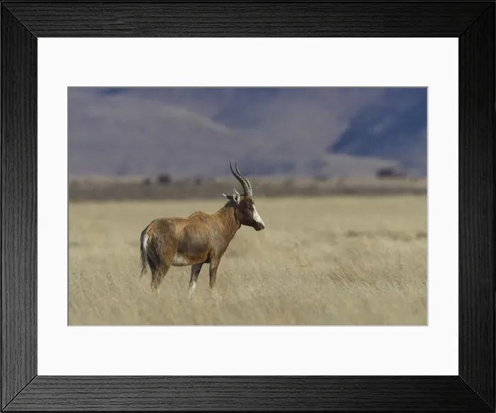 Framed Print : Blesbok, Damaliscus dorcas phillipsi Framed Print : Blesbok, Damaliscus dorcas phillipsi