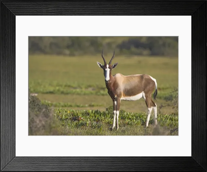 Framed Print : Bontebok, Damaliscus dorcas Framed Print : Bontebok, Damaliscus dorcas