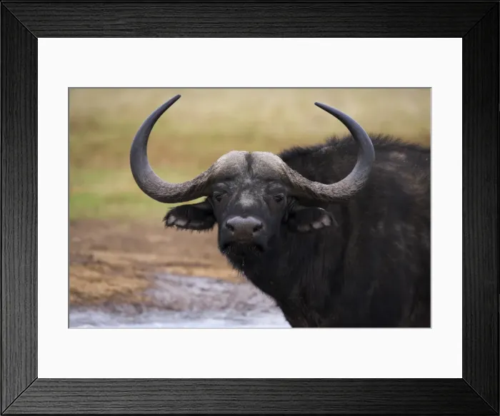 Framed Print : Cape buffalo Framed Print : Cape buffalo