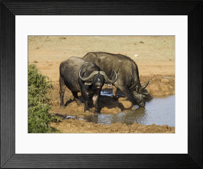 Framed Print : Cape buffalo Framed Print : Cape buffalo