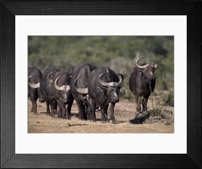 Framed Print : Cape buffalo Framed Print : Cape buffalo