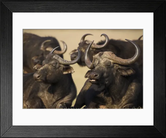 Framed Print : Cape buffalo Framed Print : Cape buffalo