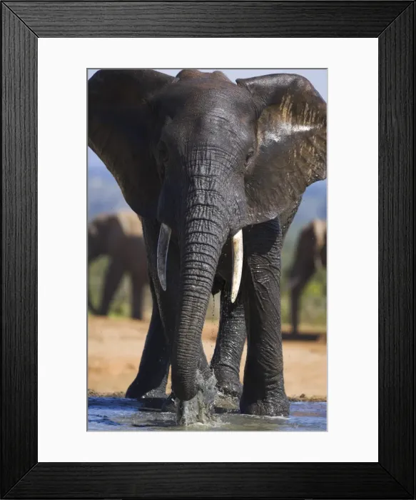 Framed Print : Elephant, Loxodonta africana Framed Print : Elephant, Loxodonta africana