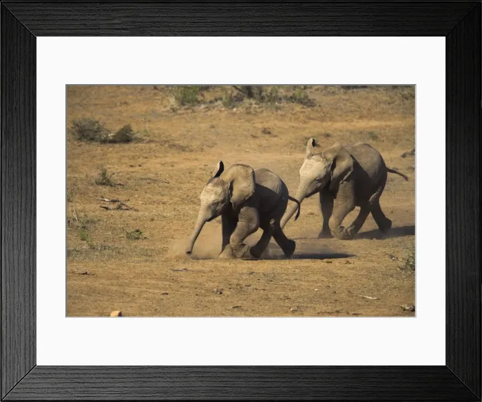 Framed Print : Baby elephants Framed Print : Baby elephants