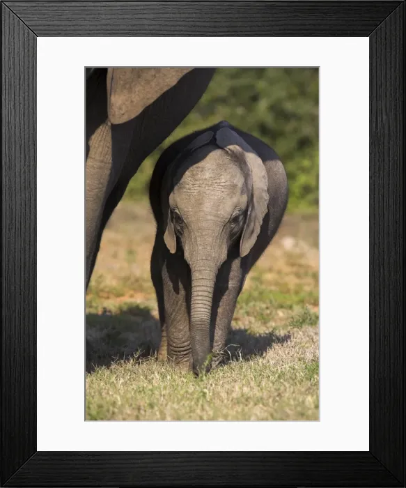 Framed Print : Baby elephant Framed Print : Baby elephant