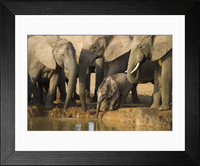 Framed Print : Baby elephant Framed Print : Baby elephant