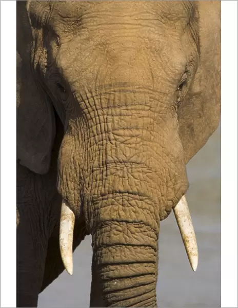 Elephant, Loxodonta africana