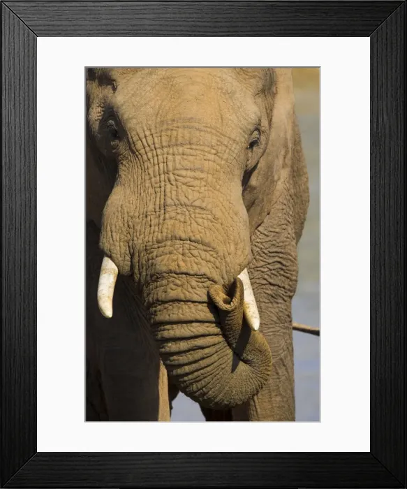 Framed Print : Close-up of bull elephant Framed Print : Close-up of bull elephant