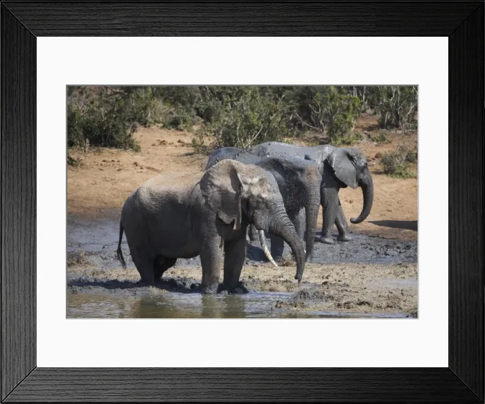 Framed Print : Elephants, Loxodonta africana Framed Print : Elephants, Loxodonta africana