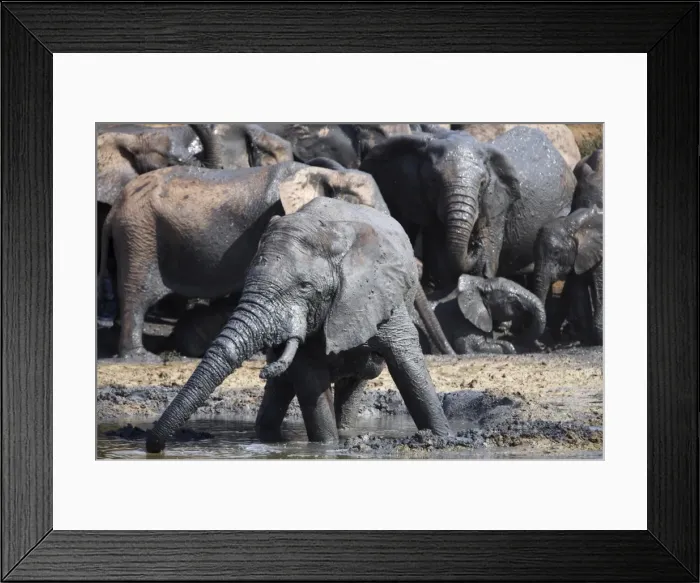 Framed Print : Elephants, Loxodonta africana Framed Print : Elephants, Loxodonta africana