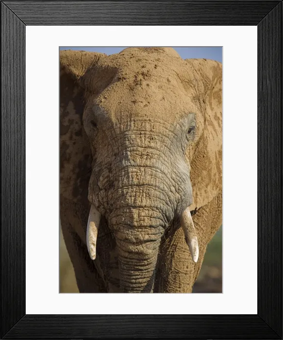 Framed Print : Close-up of elephant Framed Print : Close-up of elephant