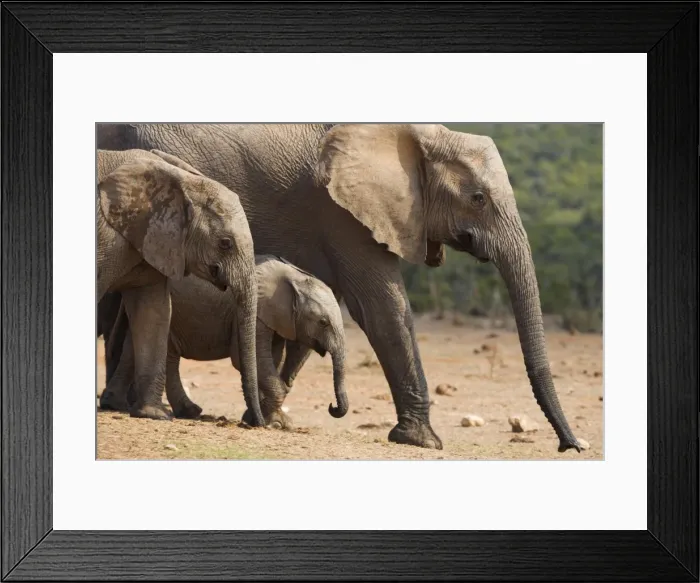Framed Print : Maternal group of elephants Framed Print : Maternal group of elephants