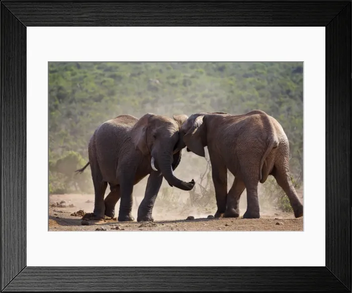 Framed Print : Elephants, Loxodonta africana Framed Print : Elephants, Loxodonta africana