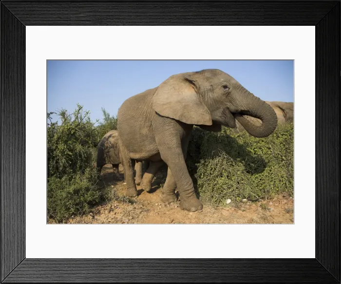 Framed Print : Elephant, Loxodonta africana Framed Print : Elephant, Loxodonta africana