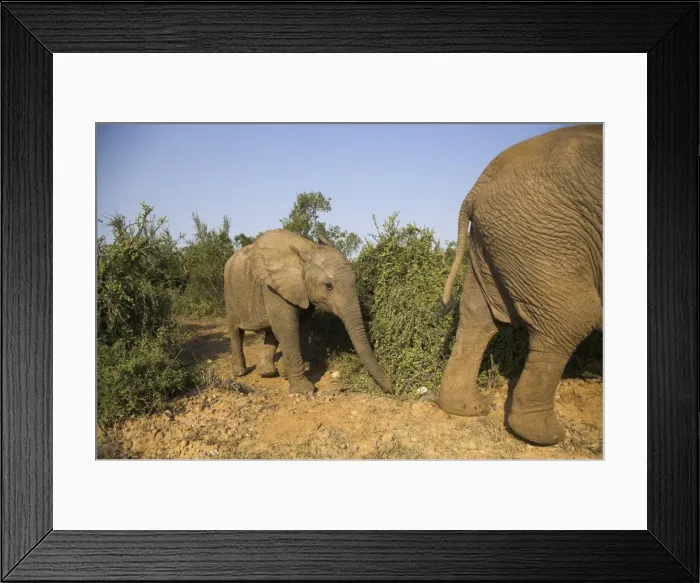 Framed Print : Baby elephant Framed Print : Baby elephant