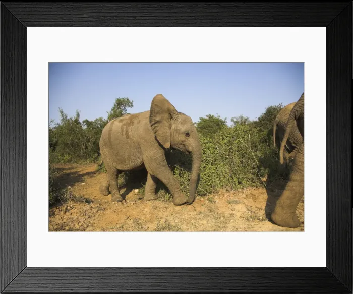 Framed Print : Baby elephant Framed Print : Baby elephant