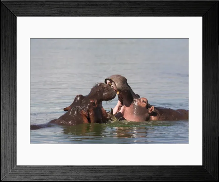 Framed Print : Hippos, Hippopotamus amphibius Framed Print : Hippos, Hippopotamus amphibius
