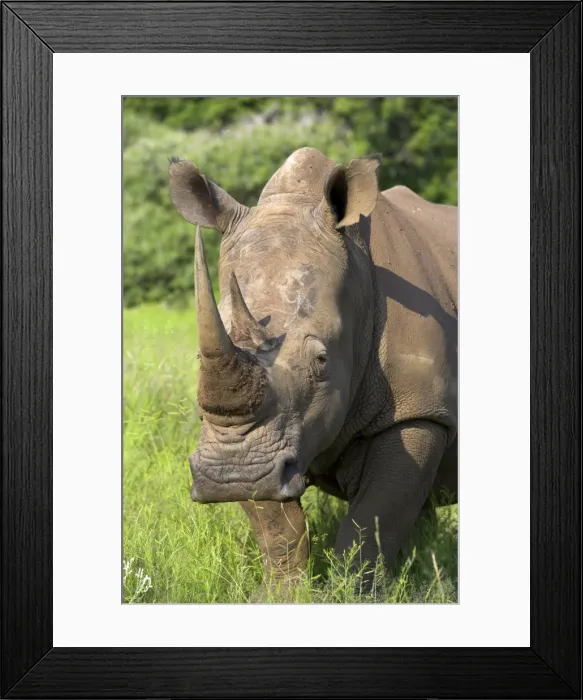 Framed Print : White rhino Framed Print : White rhino