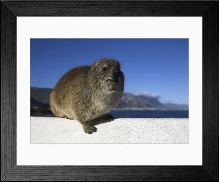 Framed Print : Rock hyrax Framed Print : Rock hyrax