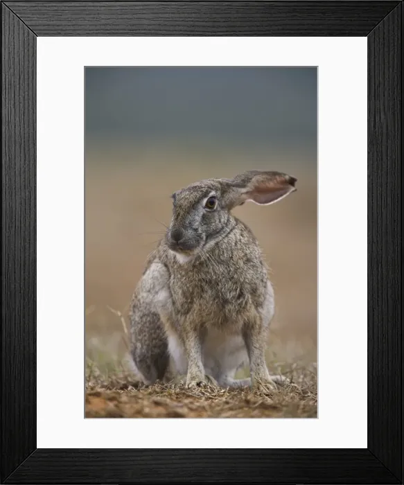 Framed Print : Cape hare, Lepus capensis Framed Print : Cape hare, Lepus capensis