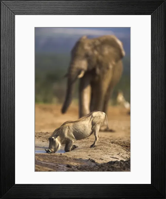 Framed Print : Warthog, Phacochoerus aethiopicus Framed Print : Warthog, Phacochoerus aethiopicus