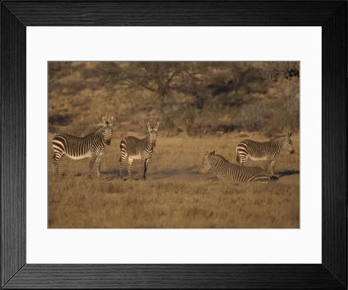 Framed Print : Cape mountain zebra Framed Print : Cape mountain zebra