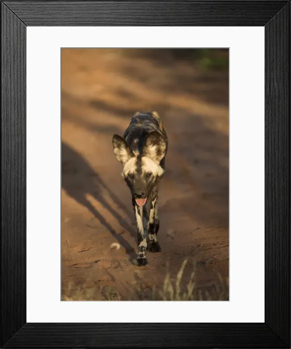 Framed Print : African wild dog Framed Print : African wild dog