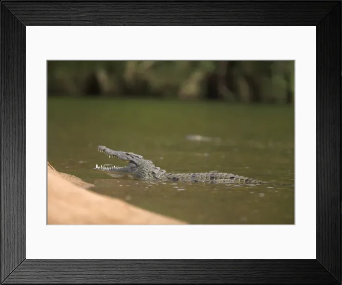 Framed Print : Nile crocodile (Crocodylus niloticus) with jaws open Framed Print : Nile crocodile (Crocodylus niloticus) with jaws open