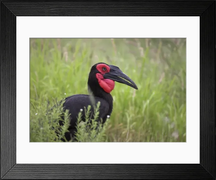 Framed Print : Southern ground hornbill (Bucorvus leadbeateri) Framed Print : Southern ground hornbill (Bucorvus leadbeateri)