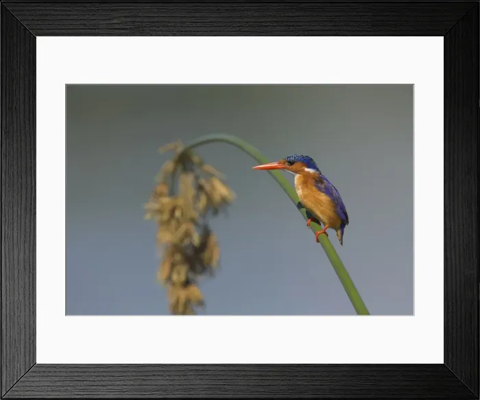 Framed Print : Malachite kingfisher Framed Print : Malachite kingfisher