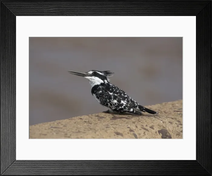Framed Print : Pied kingfisher (Ceryle rudis) Framed Print : Pied kingfisher (Ceryle rudis)