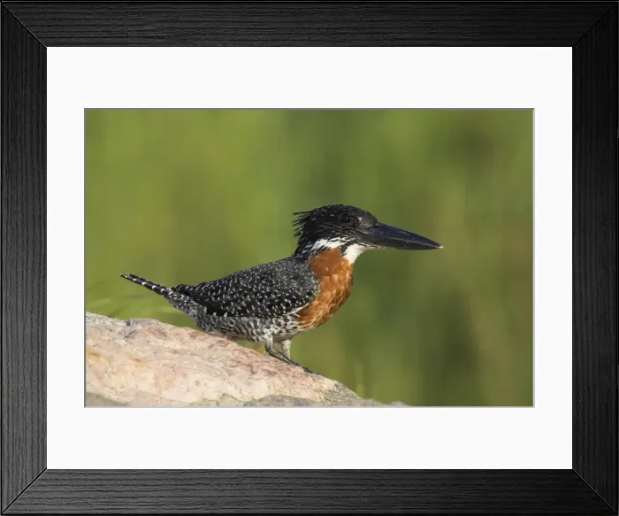 Framed Print : Giant kingfisher (Megaceryle maximus) Framed Print : Giant kingfisher (Megaceryle maximus)
