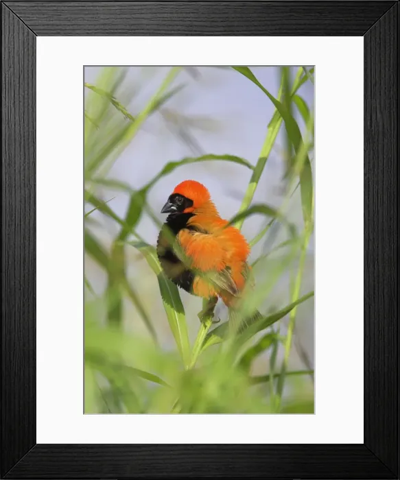Framed Print : Southern red bishop (Euplectes orix) Framed Print : Southern red bishop (Euplectes orix)