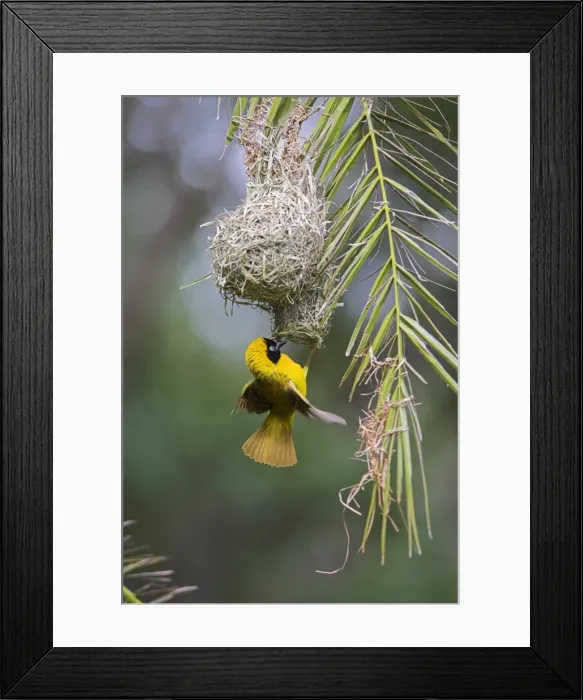 Framed Print : Lesser masked weaver (Ploceus intermedius) Framed Print : Lesser masked weaver (Ploceus intermedius)