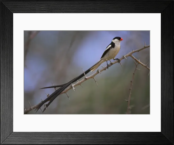 Framed Print : Pin-tailed whydah (Vidua macroura) Framed Print : Pin-tailed whydah (Vidua macroura)