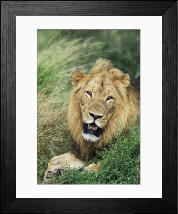 Framed Print : Male lion, Panthera leo Framed Print : Male lion, Panthera leo