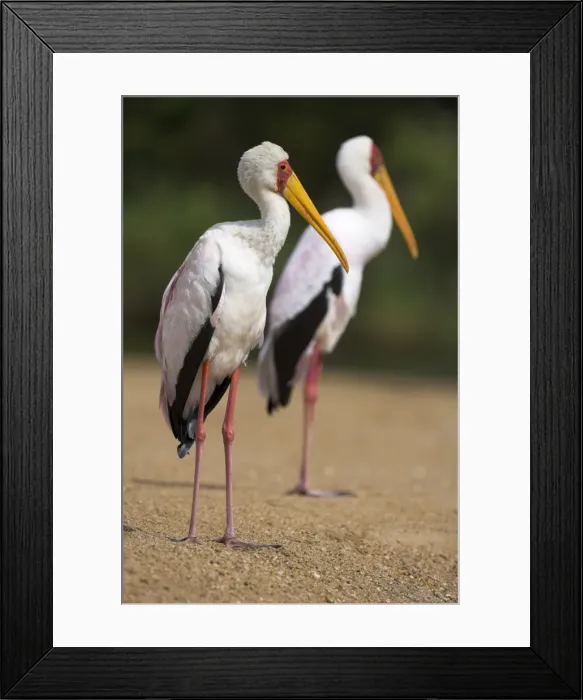 Framed Print : Yellow-billed storks (Mycteria ibis) Framed Print : Yellow-billed storks (Mycteria ibis)