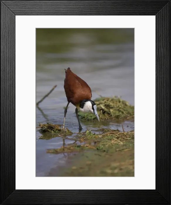 Framed Print : African jacana (Actophilornis africanus) Framed Print : African jacana (Actophilornis africanus)