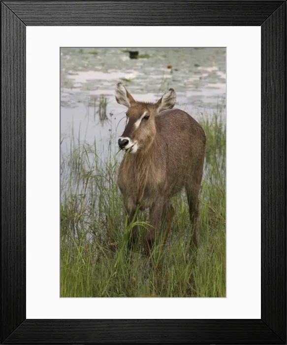 Framed Print : Female waterbuck (Kobus ellipsiprymnus) Framed Print : Female waterbuck (Kobus ellipsiprymnus)