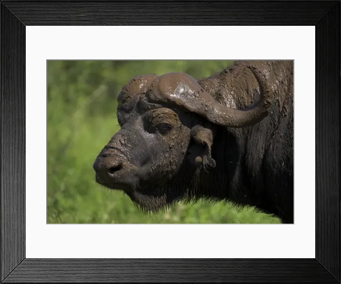 Framed Print : Cape buffalo (Syncerus caffer) Framed Print : Cape buffalo (Syncerus caffer)