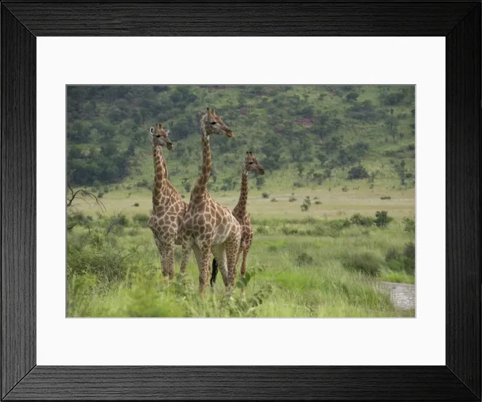 Framed Print : Three giraffes (Giraffa camelopardalis) Framed Print : Three giraffes (Giraffa camelopardalis)